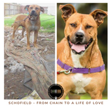 Two images of a rescued dog Schofield, one on a chain in mud and one after being rescued