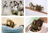 A montage of baby birds