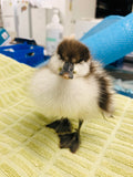 A cute fluffy duckling in hospital