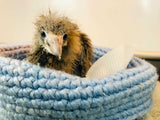 A white faced heron chick